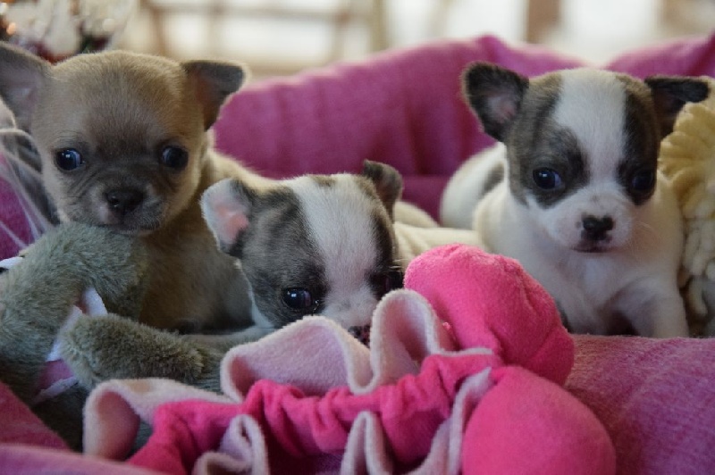 Chiot Chihuahua De la catllannaise