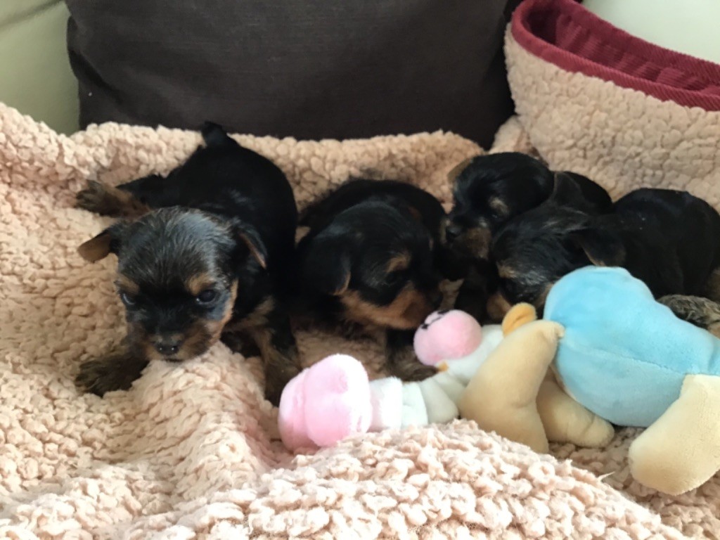 De la catllannaise - Yorkshire Terrier - Portée née le 17/02/2021
