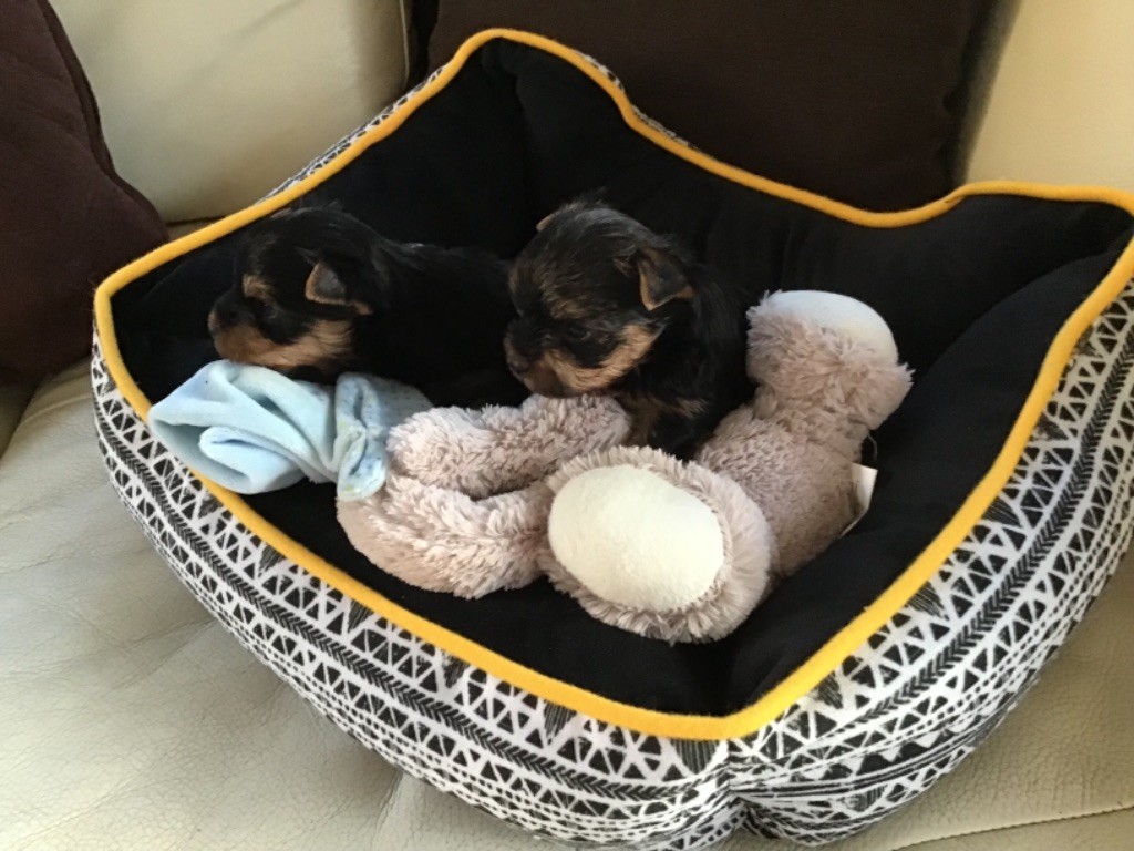 De la catllannaise - Yorkshire Terrier - Portée née le 20/10/2021